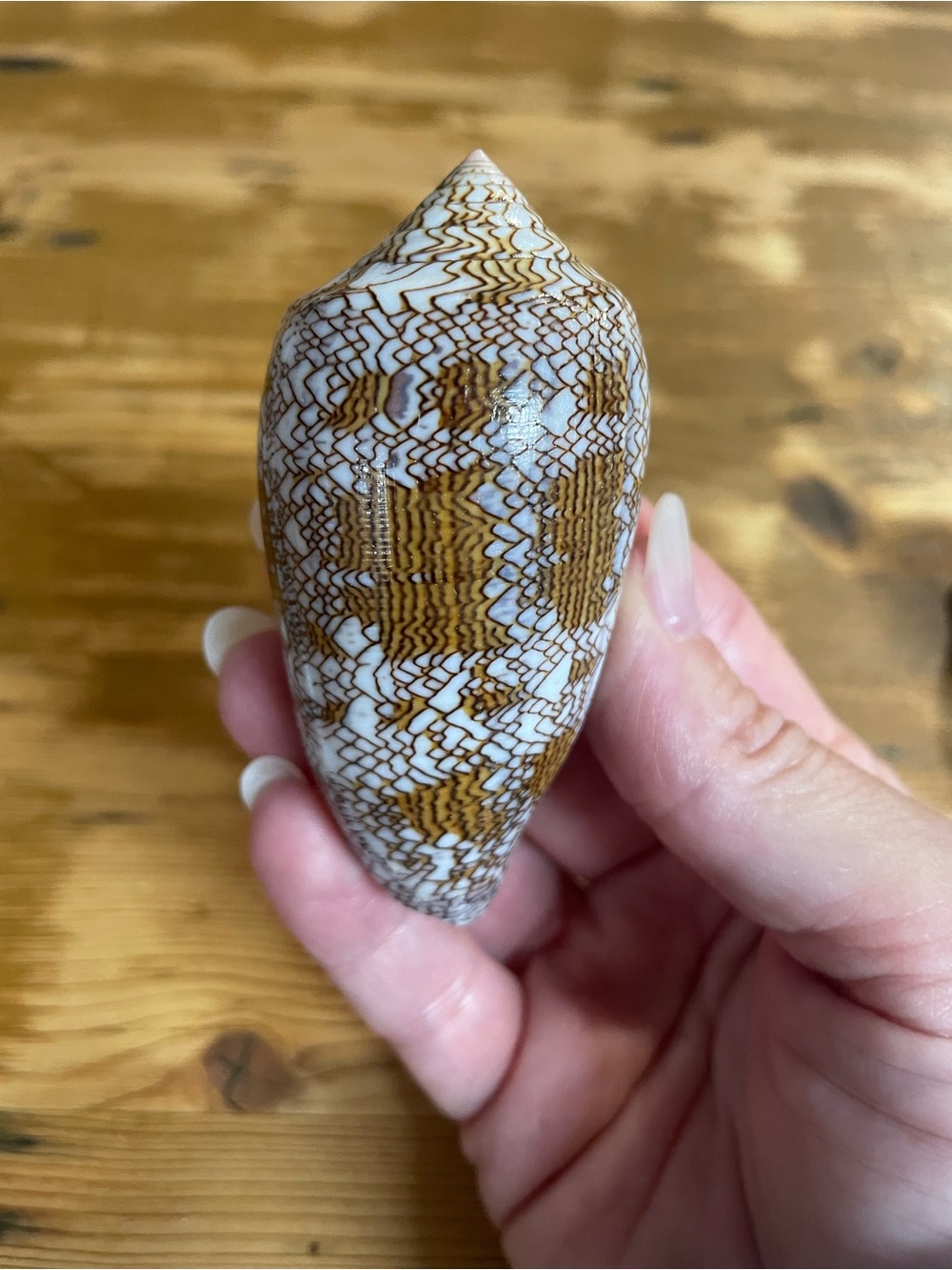 Pristine textile cone shell